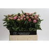 Paeonia Monsieur Jules Elie