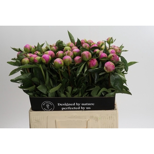 Paeonia Monsieur Jules Elie