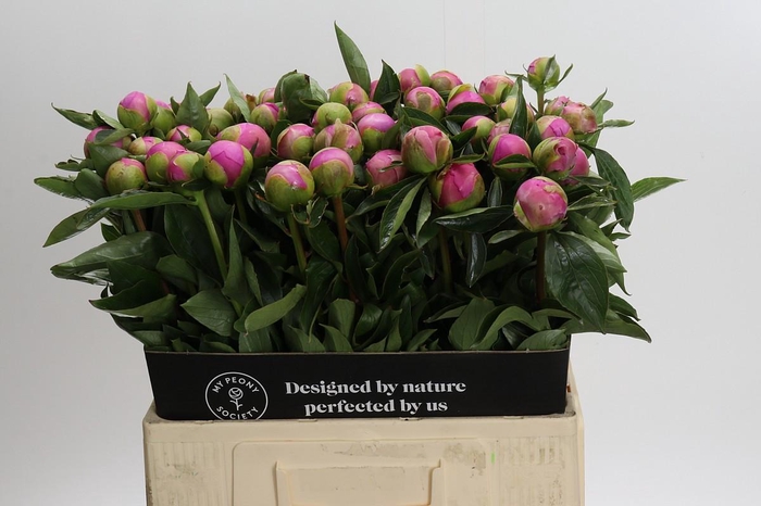 <h4>Paeonia Monsieur Jules Elie</h4>