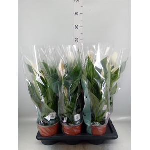 Spathiphyllum 'Bingo Cupido'