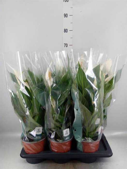 <h4>Spathiphyllum  'Bingo Cupido'</h4>