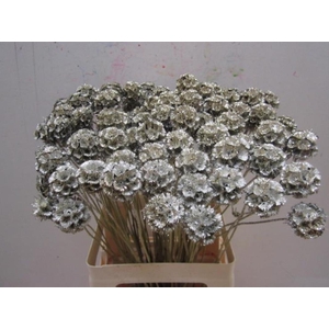 Scabiosa Platina / Glitter