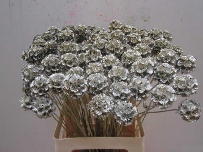 <h4>Scabiosa Platina / Glitter</h4>