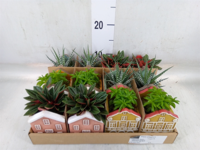 <h4>Planten  ..in schaal L%</h4>