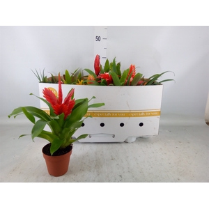 Bromelia   ...mix