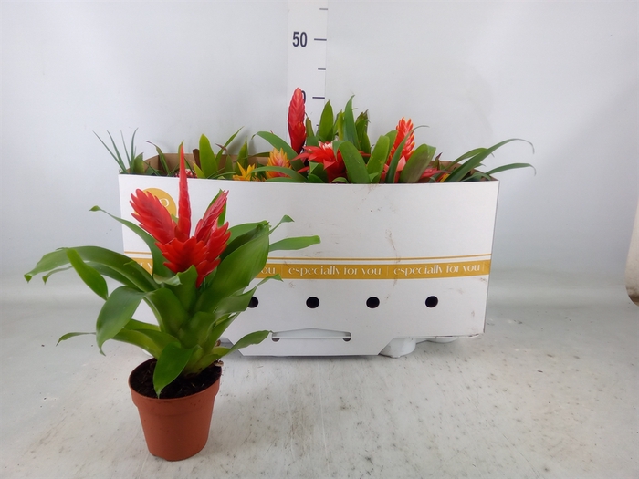 <h4>Bromelia   ...mix</h4>