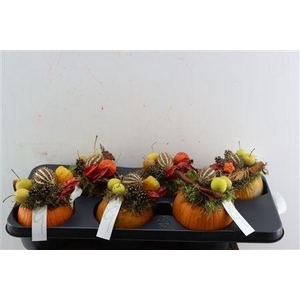 CUCURBITA PEPO