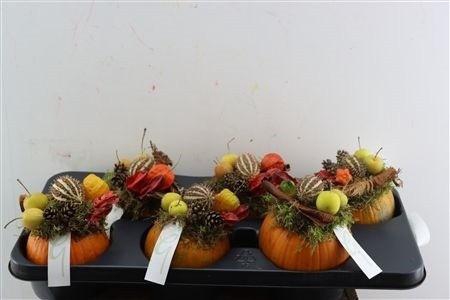 <h4>CUCURBITA PEPO</h4>