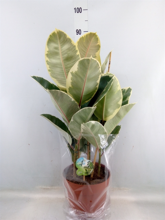 <h4>Ficus elastica 'Tineke'</h4>