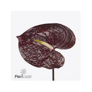 Anthurium showtime