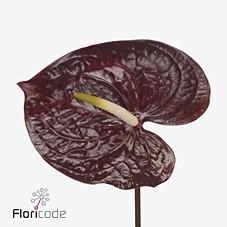 <h4>Anthurium showtime</h4>