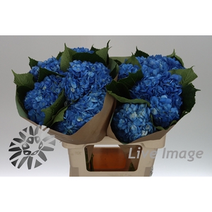 Hydrangea blue