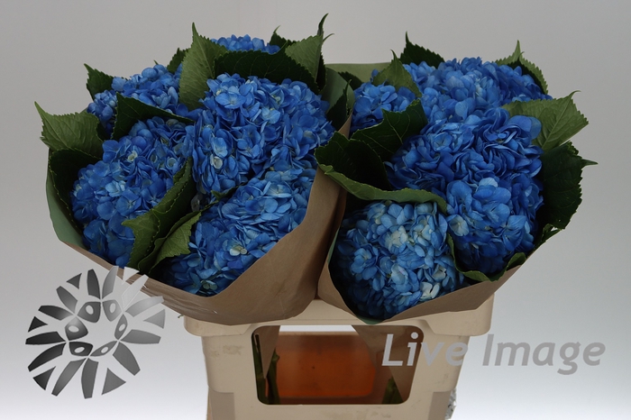 <h4>Hydrangea blue</h4>
