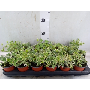 Hedera helix 'Esther'