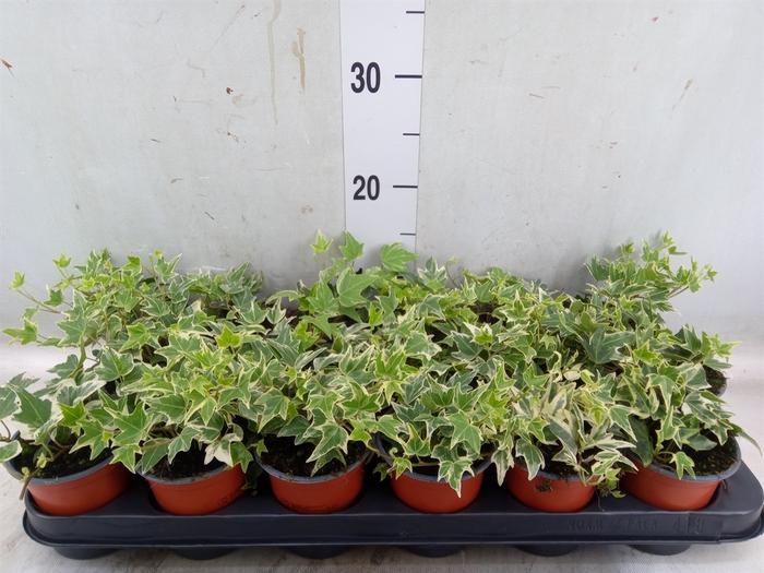 <h4>Hedera helix 'Esther'</h4>