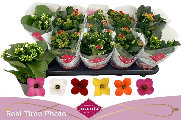 <h4>KAL EN GEM 6 KL</h4>