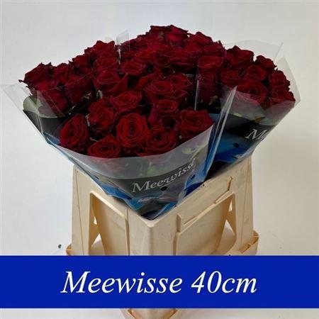<h4>R Gr Red Naomi 40cm A1 2-3</h4>
