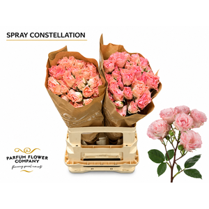 Rosa Spray Constellation