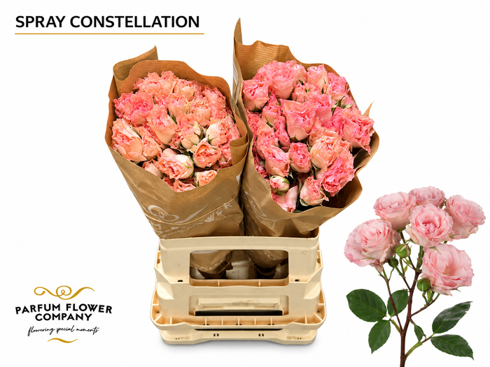<h4>Rosa Spray Constellation</h4>