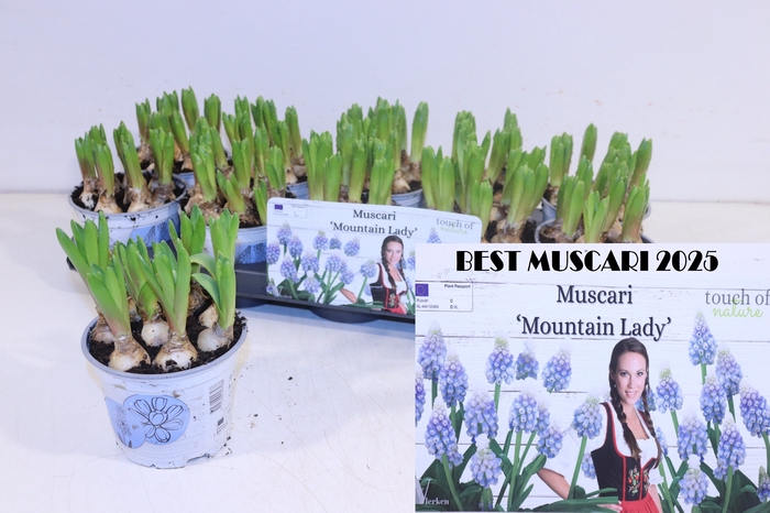 <h4>MUSCAR MOUNTAIN LADY</h4>