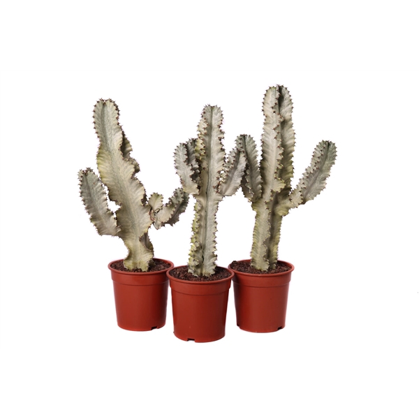 <h4>Euphorbia ingens marmorata 21 cm</h4>