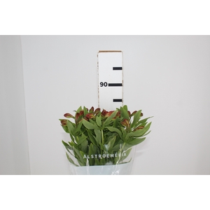 ALSTROEMERIA CINNAMON 080 CM
