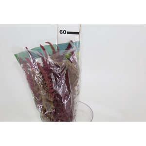 AMARANTHUS DOBRADO 050 CM VINHO