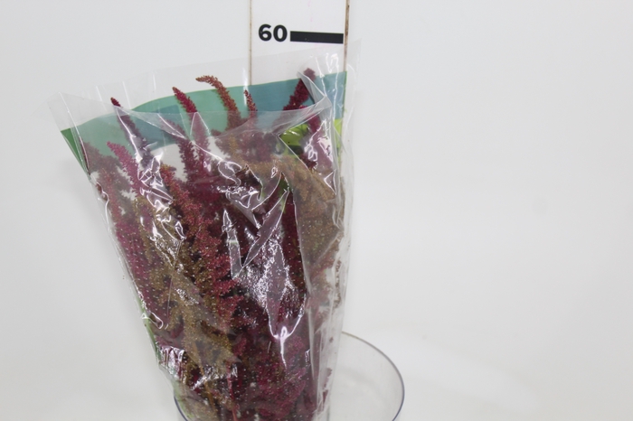 <h4>AMARANTHUS DOBRADO 050 CM VINHO</h4>