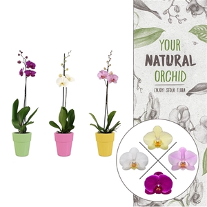 Your Natural Orchid | Mix in Elize pot | Phalaenopsis 1 spike