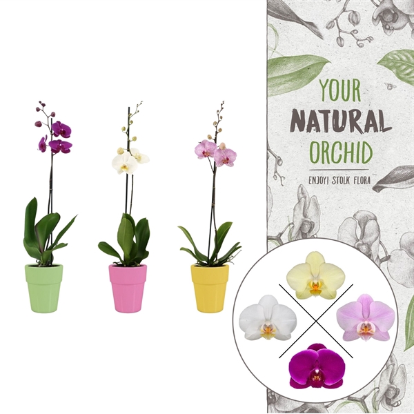 <h4>Your Natural Orchid | Mix in Elize pot | Phalaenopsis 1 spike</h4>