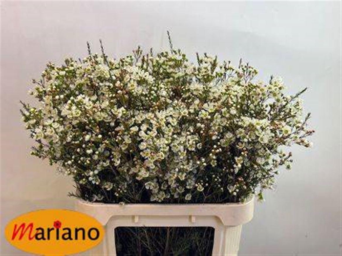 <h4>CHAME ME SIRIUS</h4>