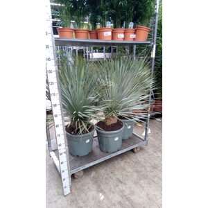 Yucca rostrata