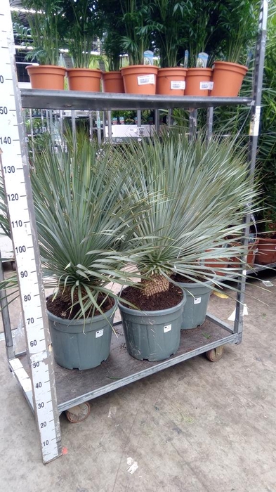 Yucca rostrata