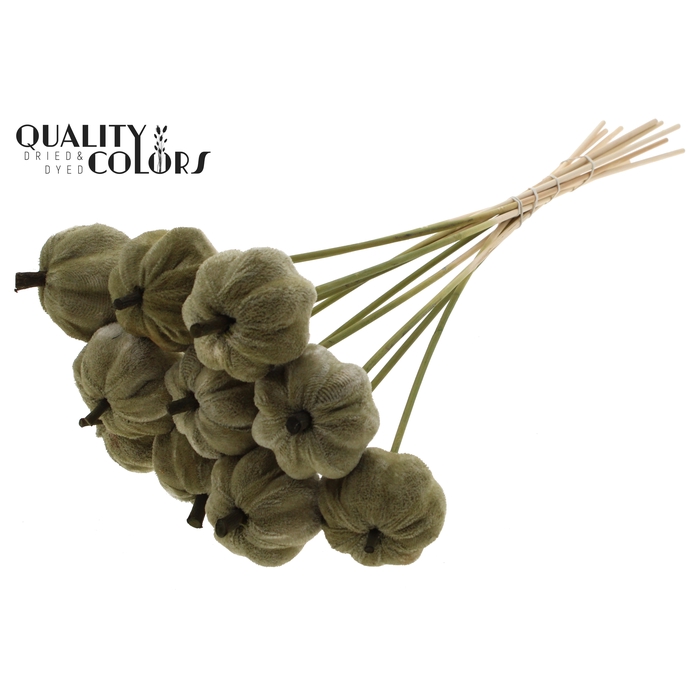 <h4>Velvet Pumpkin Ø6cm on stem Olive</h4>