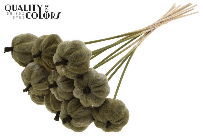 Velvet Pumpkin Ø6cm on stem Olive