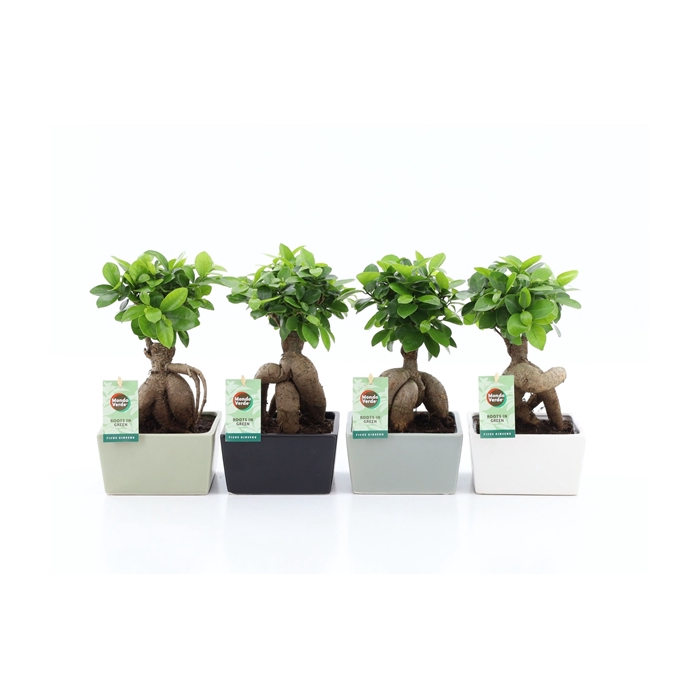<h4>Ficus Ginseng in Matt Square keramiek</h4>