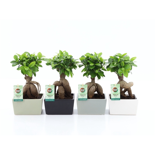 <h4>Ficus Ginseng in Matt Square keramiek</h4>
