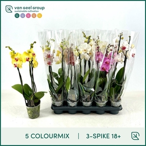 PHAL GEM 5 KL