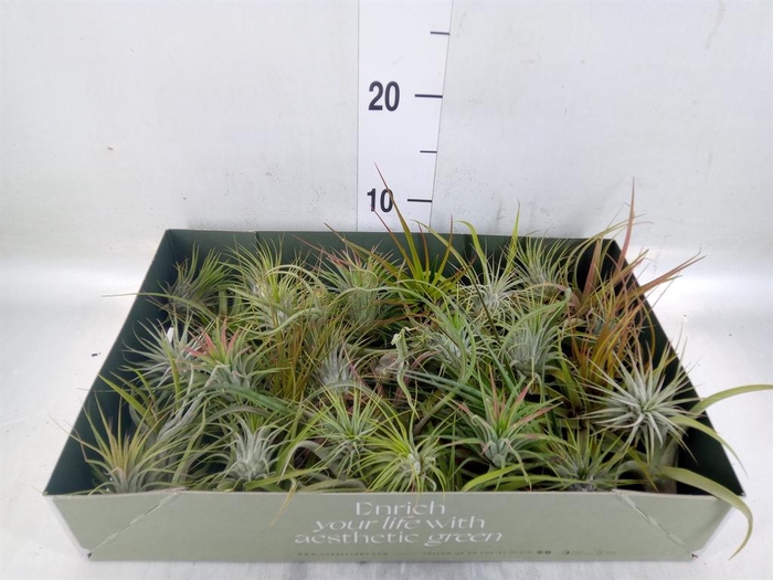 <h4>Tillandsia</h4>