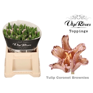 TU CO CORONET BROWNIES