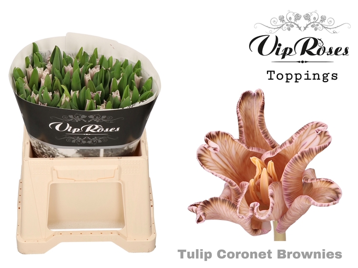 <h4>TU CO CORONET BROWNIES</h4>