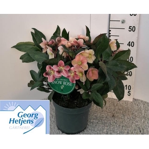 Helleborus ericsmithii Pink Frost 23Ø 45cm 50fl