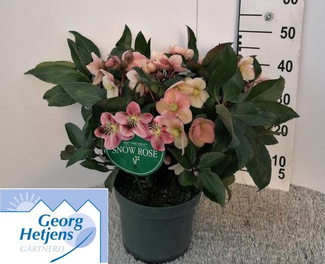 Helleborus ericsmithii Pink Frost 23Ø 45cm 50fl