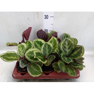 Calathea  'Medallion'