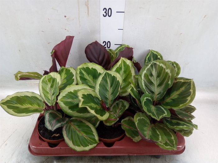 <h4>Calathea  'Medallion'</h4>