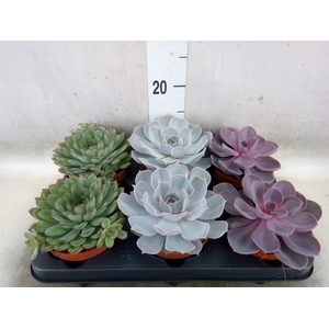 Echeveria   ...mix