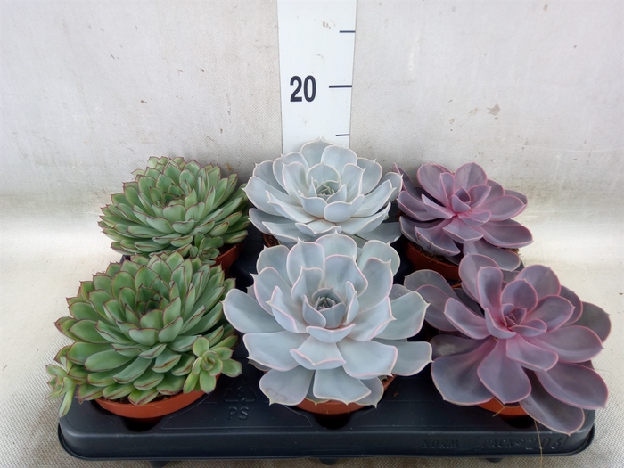 <h4>Echeveria   ...mix</h4>