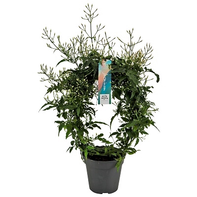 <h4>Jasminum bow 300 Buds P12</h4>