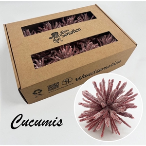 Zijde Cucumis Icy Rood Wx