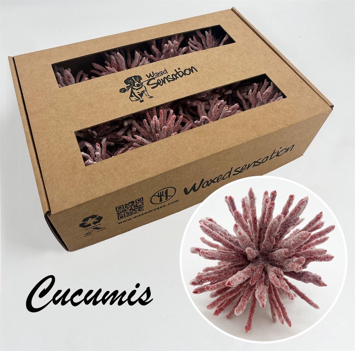 <h4>Zijde Cucumis Icy Rood Wx</h4>